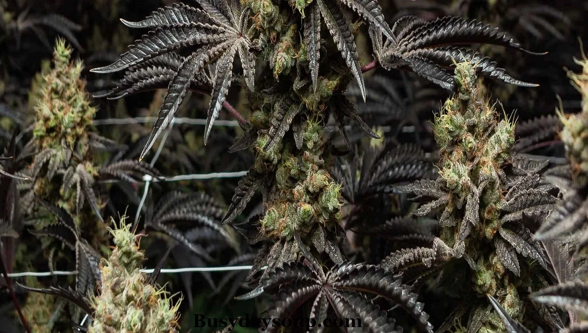 When it comes to cannabis strains, finding the perfect balance between flavor, aroma, and effects is essential for creating a truly enjoyable experience.