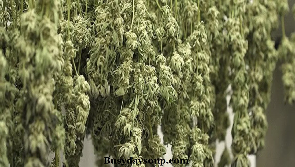 While the Apples and Bananas strain has many benefits, there are also a few potential downsides to be aware of: